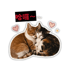 小Q+肥寶