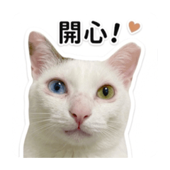 球球、咪咪、葉葉、賓賓日常用語