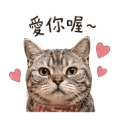 楊咩咩貓咪