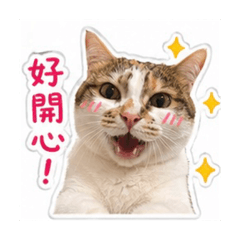 小三花妹妹的日常貼圖
