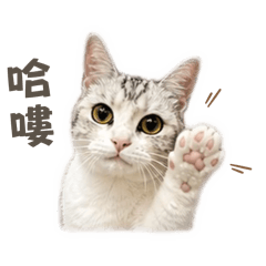 小Ki