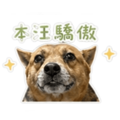 黃家毛孩戲很多