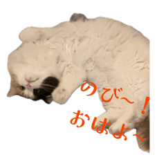 Anosura_20260514204631