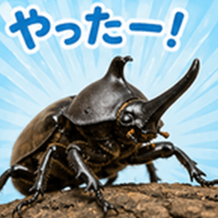Beetles for Everyday