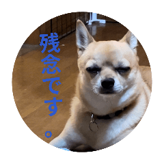nobushige_20260514204833