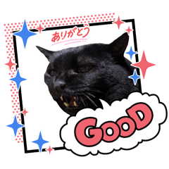 cat_20260514204508