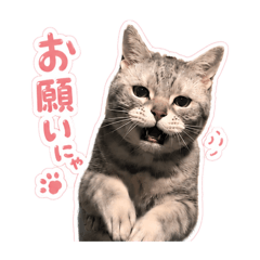 shia_20260515234713
