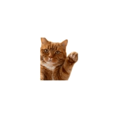 Nyan Style4