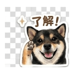 Shiba Daily Talk