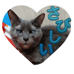cat_20260514211719