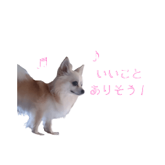 The message from my Chihuahua