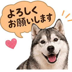 Siberian Husky Daily Greeting Stickers