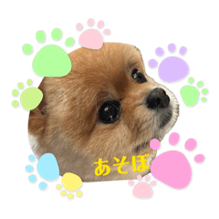 Pome Pome Ponta_20260514215708