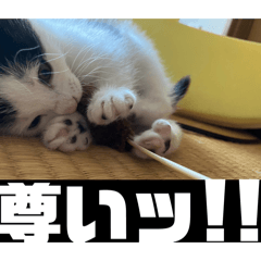 fukuhara_20260514215924