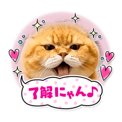 CAT_20260514221132