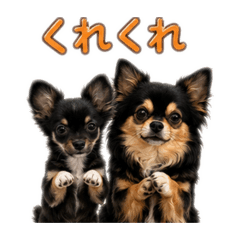 W chihuahuas