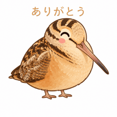 Cute American Woodcock