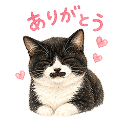 Stray Cat Dandy