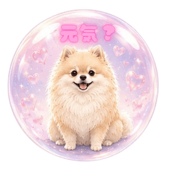 Bayo Cute Pomeranian Dog