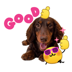 paopaodachshund_20260428175603