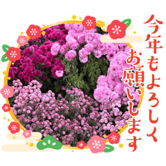 貝兒卷卷-豐收季