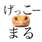 Leopard Gecko Gecko-maru(NEW)