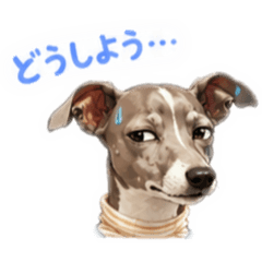 WMM._20260514184459