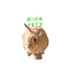 pochacco_20260514224803