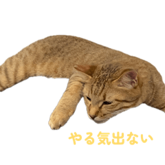 Chachamaru&Kotarou_20260514223014