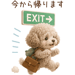 Productive? Exhausted Toy Poodle