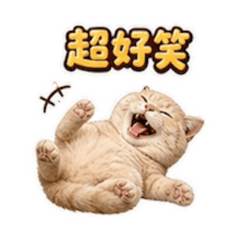 肚仔的日常用語