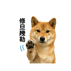 長得像土狗的柴犬2