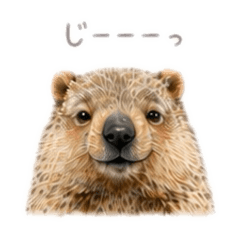Little Fluffy Marmot Days 2