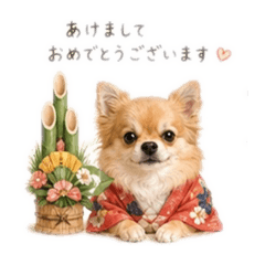 Pomeranian lover_20260514232243