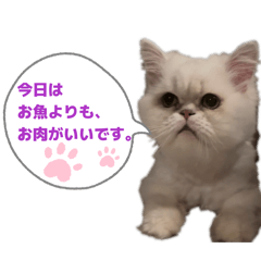 Puncuku._CAT.