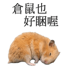 BIG！永遠好用的黃金倉鼠