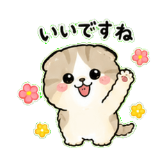 The Quirky Scottish Fold