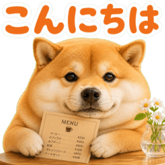 pocha shiba dog