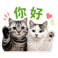 當鵝和哈逗