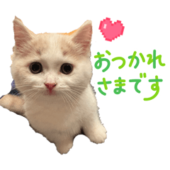 Cat Luna Luna