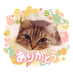 momomama_20260515002303