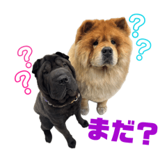 DANDY&CROMARTIE_20260515001343