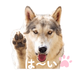 akagimorinooukoku_20260515000910