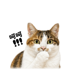Milo Cat V1