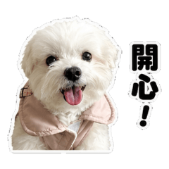 波尼弟弟的日常問候