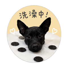 Little Black Puppy (daily)