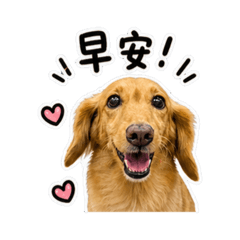 臘腸大大可愛日常