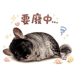 我家有隻龍貓(皮蛋)