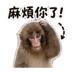 胖吉寶貝的一天