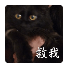 貓咪-黑貓柚子